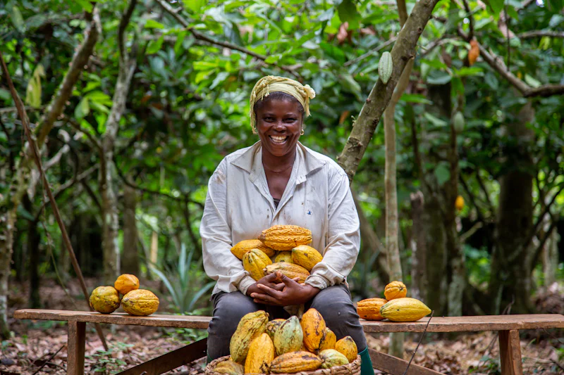 Un agriculteur montrant des cabosses de cacao fraîchement récoltées